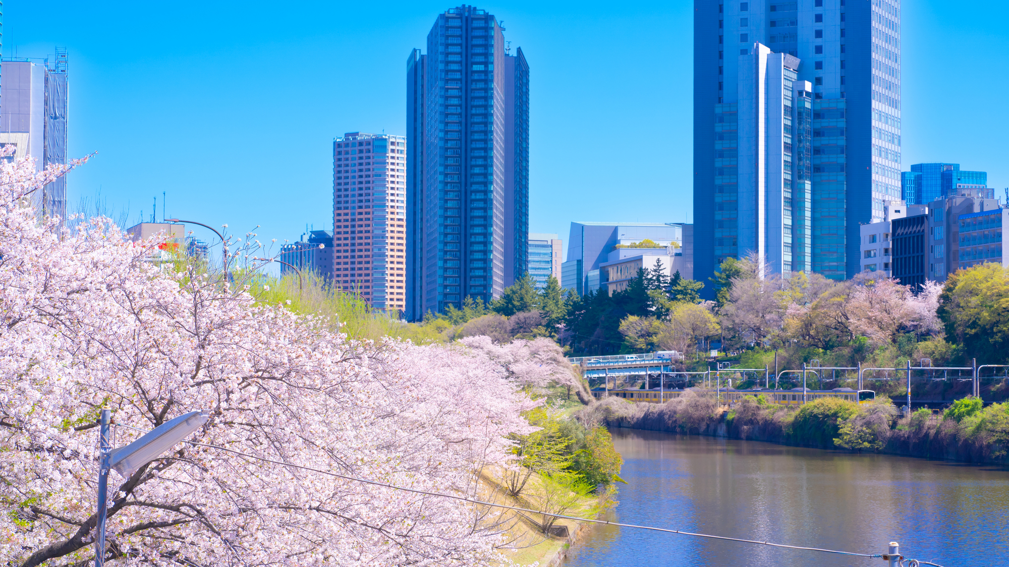 市ヶ谷 外堀川沿いの桜並木