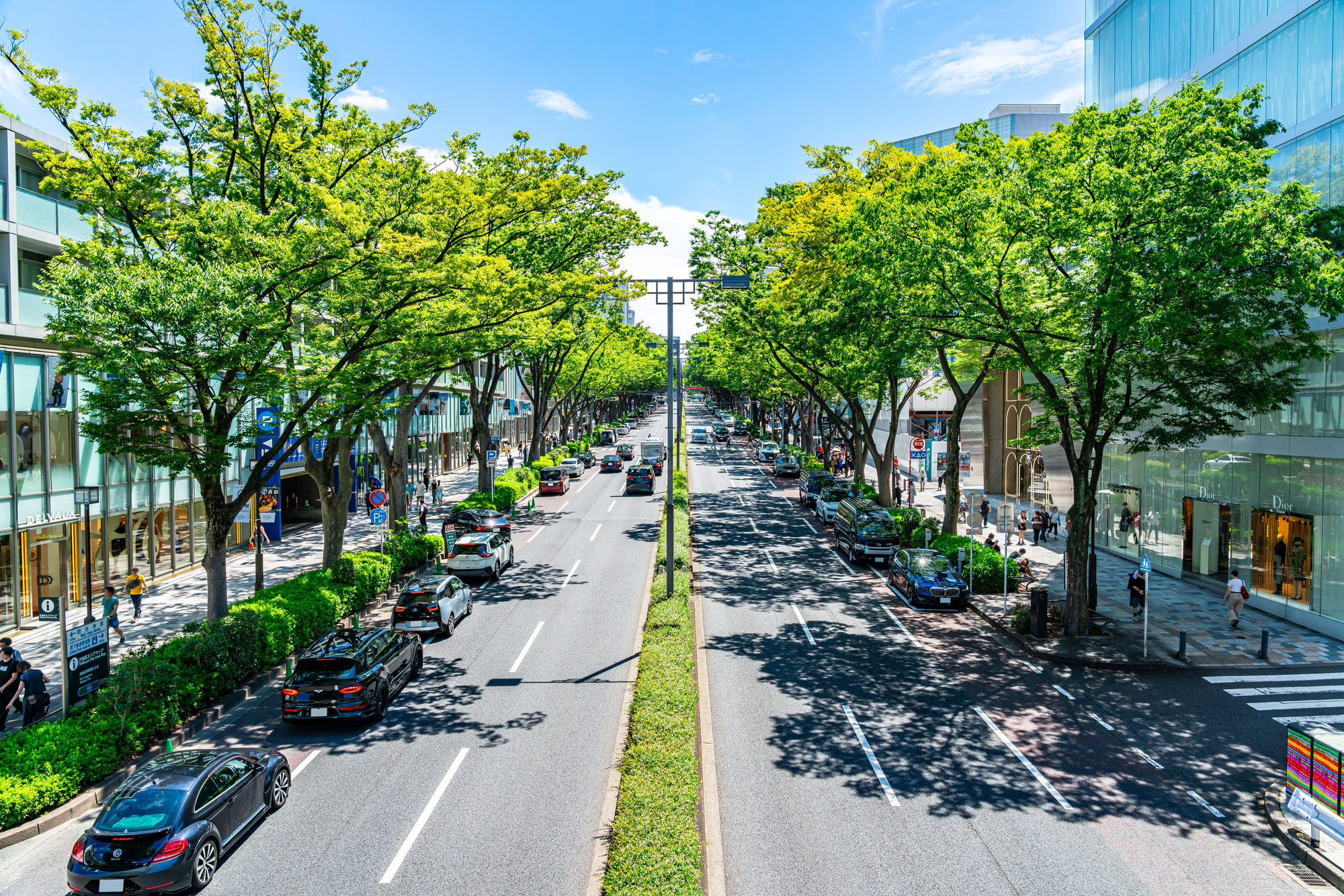 原宿・表参道 並木道