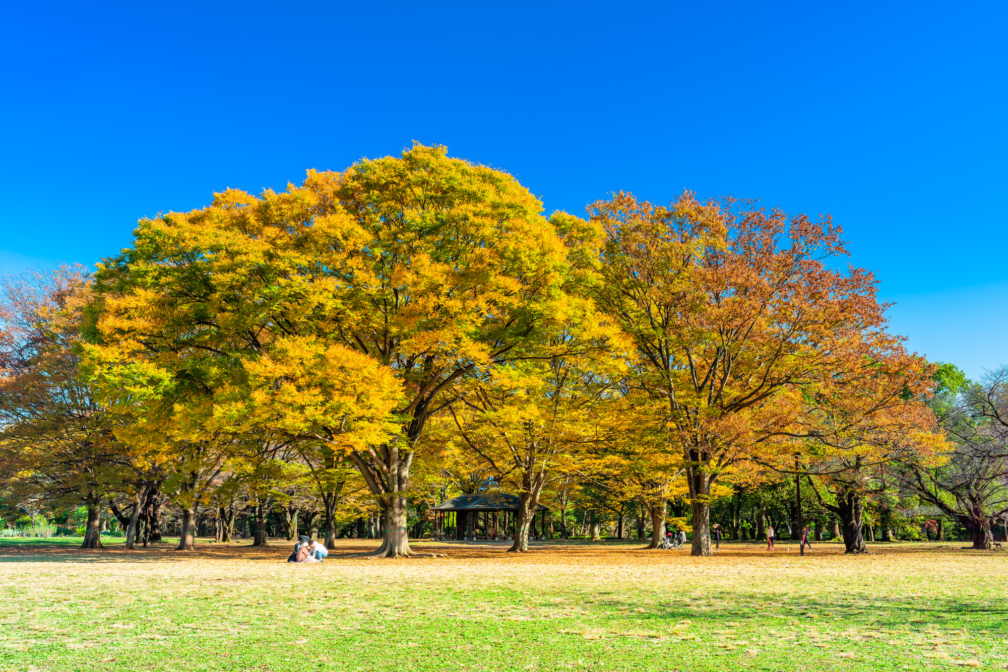 代々木公園 秋の紅葉